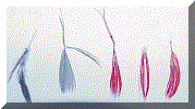 Deformed feathers.gif (47377 bytes)