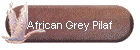 African Grey Pilaf